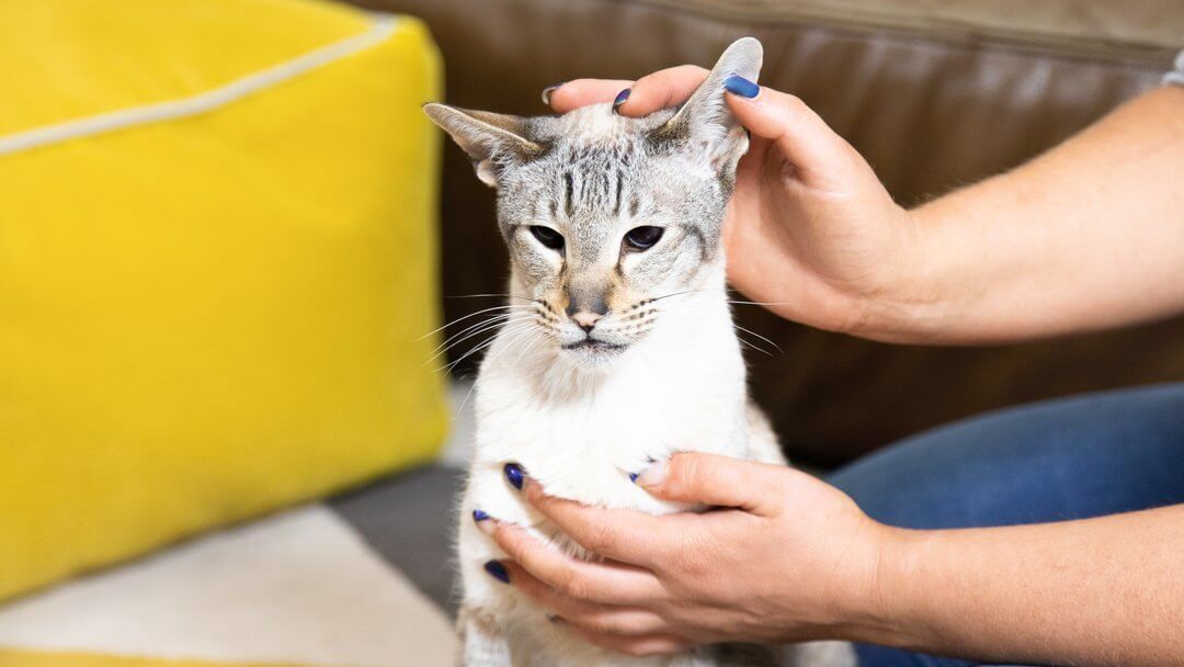 Cat losing hair on back best sale of ears